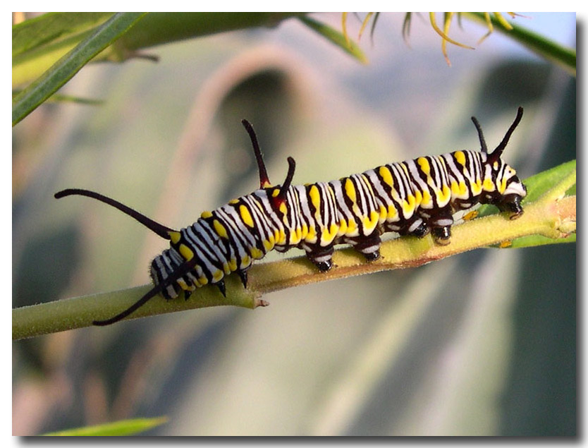 Danaus chrysippus